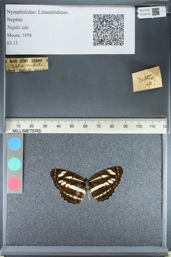 Media type: image;   Entomology 162153